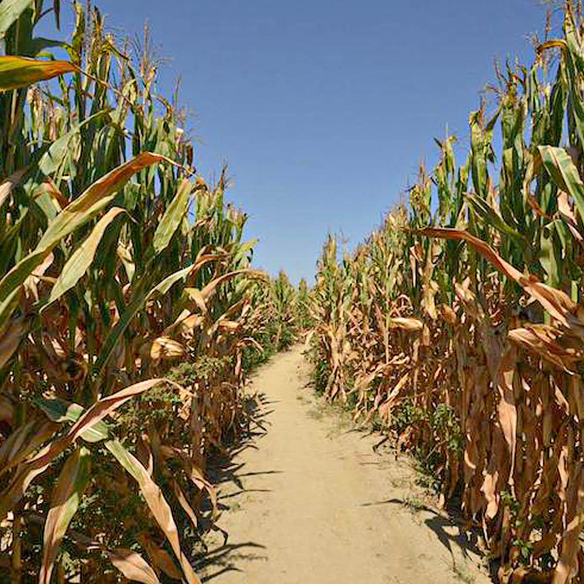 Parchi Divertimento in Romagna